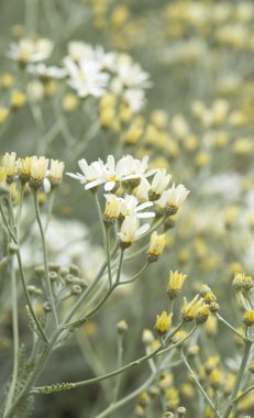 gran canaria - tanacetum ptarmiciflorum florası