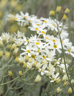 gran canaria - tanacetum ptarmiciflorum florası