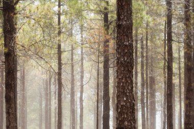 doğal arka planını Kanarya çam ağaç gövdeleri