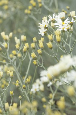 gran canaria - tanacetum ptarmiciflorum florası