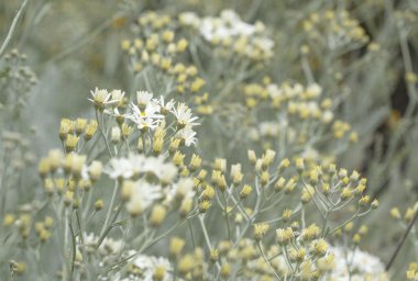 gran canaria - tanacetum ptarmiciflorum florası