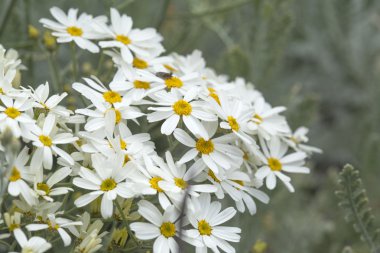 gran canaria - tanacetum ptarmiciflorum florası