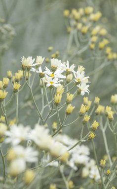 gran canaria - tanacetum ptarmiciflorum florası