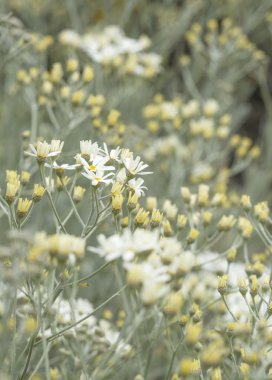 gran canaria - tanacetum ptarmiciflorum florası