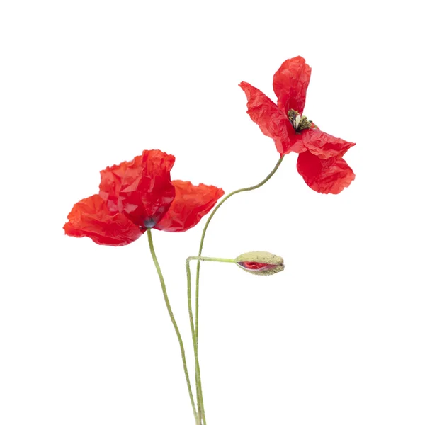 Červené mákové květy — Stock fotografie