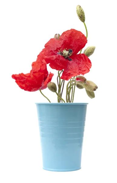 Rode papaver bloemen — Stockfoto