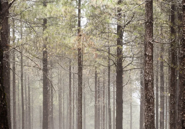 Naturalne podłoże pnie drzew sosna Kanaryjska — Zdjęcie stockowe