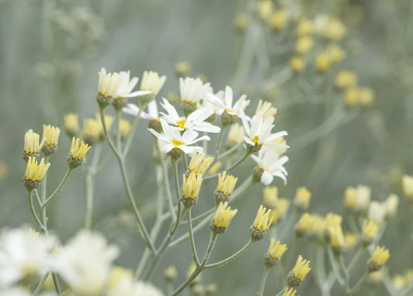 Flora z gran canaria - tanacetum ptarmiciflorum — Stock fotografie