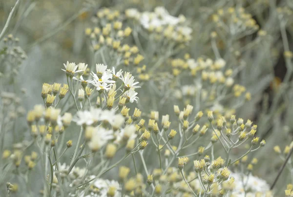 Флора Гран-Канарія - tanacetum ptarmiciflorum — стокове фото