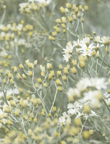 Gran canaria - tanacetum ptarmiciflorum florası — Stok fotoğraf