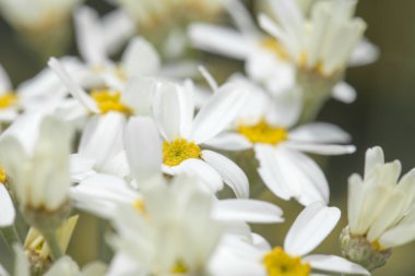 gran canaria - tanacetum ptarmiciflorum florası