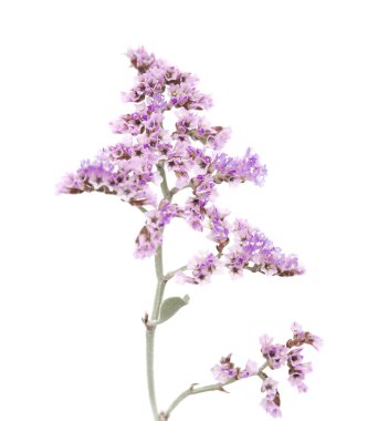 İzole Limonium pectinatum