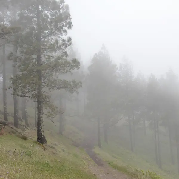 Śródlądowych Gran Canaria, mglisty dzień — Zdjęcie stockowe