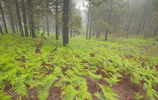 Interior de Gran Canaria, día de niebla — Foto de Stock