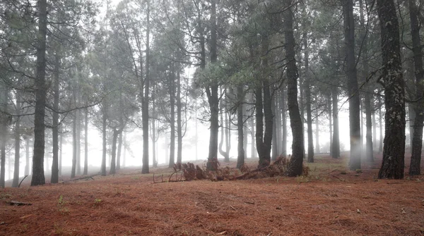 Inland Gran Canaria, foggy day — Stock Photo, Image