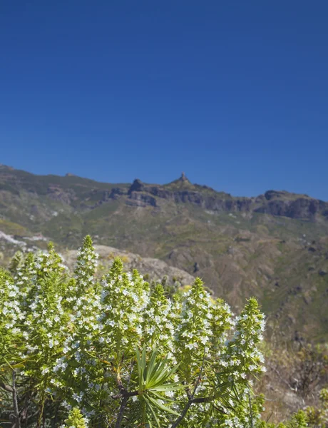 Flore de Gran Canaria - Echium decaisnei — Photo
