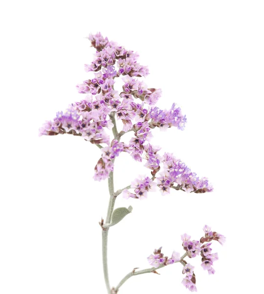 Limonium pectinatum isolerade — Stockfoto