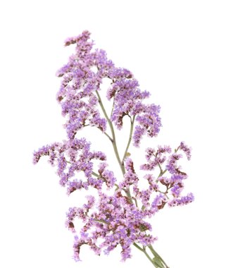 İzole Limonium pectinatum