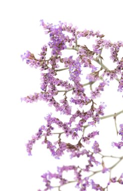 İzole Limonium pectinatum