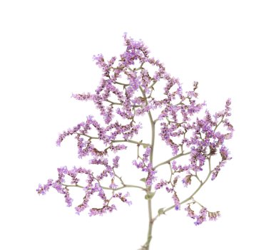 İzole Limonium pectinatum