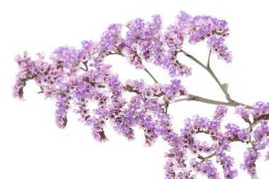 İzole Limonium pectinatum