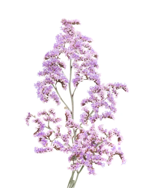 Limonium pectinatum isolerade — Stockfoto