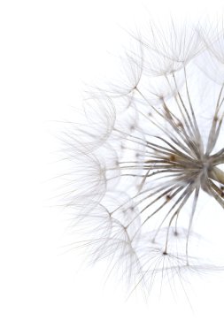 salsify olgun seedhead