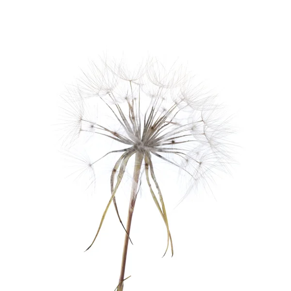 Rijpe seedhead van schorseneren — Stockfoto