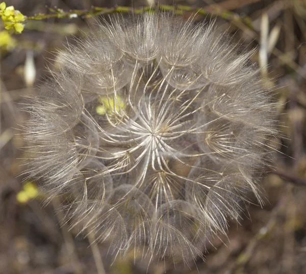 熟したヤギひげ植物の自然な背景 — ストック写真