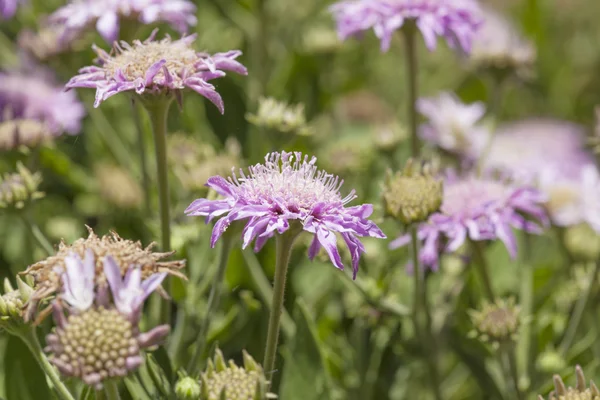 Pterocephalus dumetorum, horské scabious — Stock fotografie