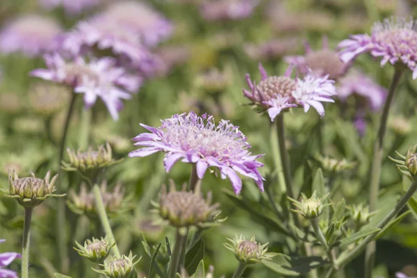 Pterocephalus dumetorum, horské scabious — Stock fotografie