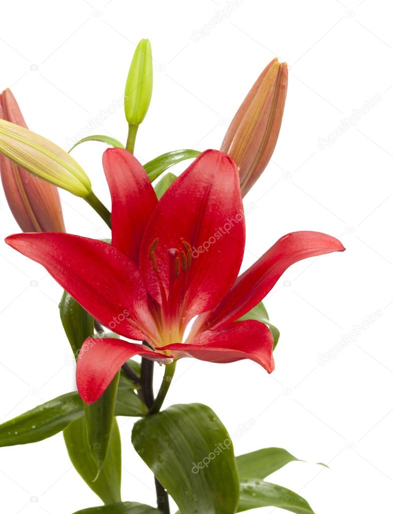 Dark Red Lilies
