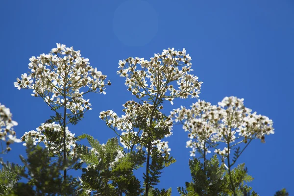 菊 ptarmiciflorum，银花边布什或银菊 — 图库照片