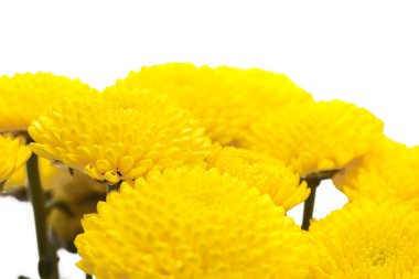 Sarı sprey krizantem