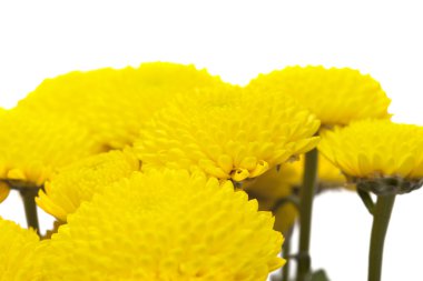 Sarı sprey krizantem