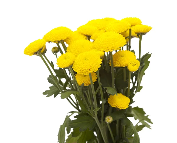 Žlutá sprej chryzantéma — Stock fotografie
