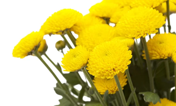 Yellow spray  Chrysanthemum — Stock Photo, Image