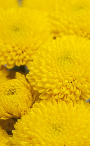 Yellow spray  Chrysanthemum — Stock Photo, Image