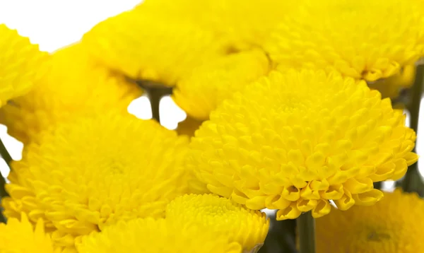 Žlutá sprej chryzantéma — Stock fotografie