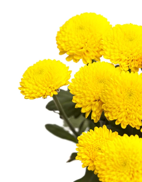 Yellow spray  Chrysanthemum — Stock Photo, Image