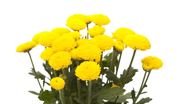 Yellow spray  Chrysanthemum — Stock Photo, Image