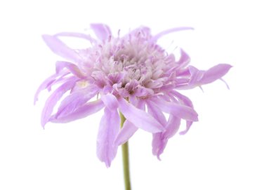 dağ scabious beyaz izole