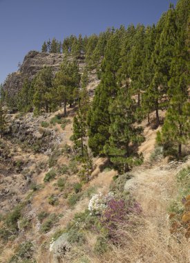 Temmuz ayında Merkezi Gran Canaria