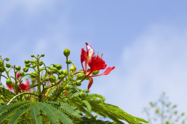 Delonix regia çiçekler