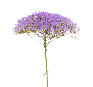 Mor pentas çiçekler üzerinde beyaz izole ışık