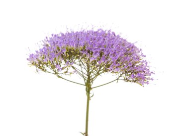 Mor pentas çiçekler üzerinde beyaz izole ışık