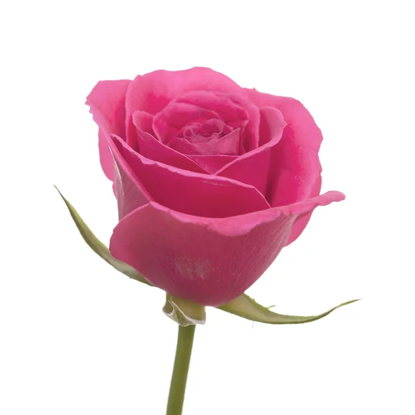 Magenta rose isolated on white background — Stock Photo, Image