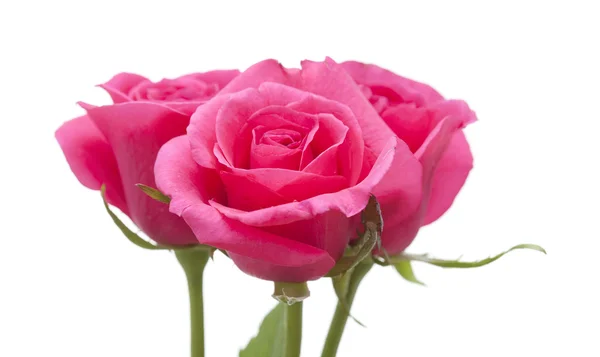 Magenta Rose isoliert auf weißem Hintergrund — Stockfoto