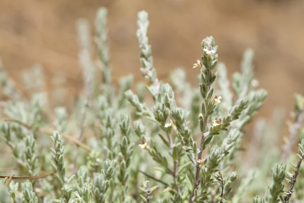 Floran på Gran Canaria, blommande micromeria — Stockfoto