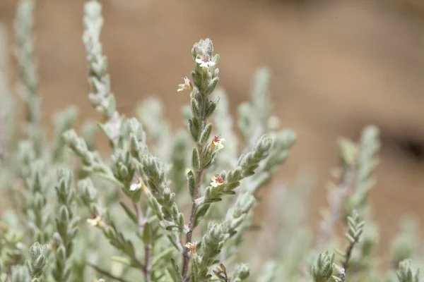 Gran Canaria, micromeria florası — Stok fotoğraf